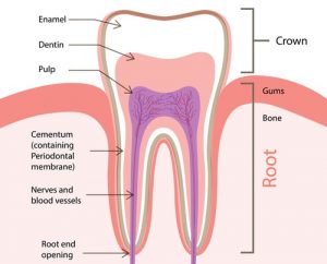 Structure of Tooth