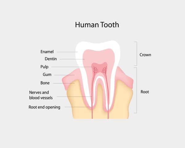 The Anatomy of Human Tooth