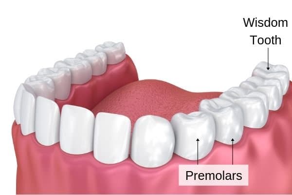 the functions of premolars